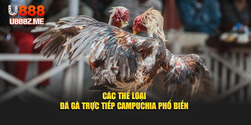 Các thể loại đá gà trực tiếp Campuchia phổ biến