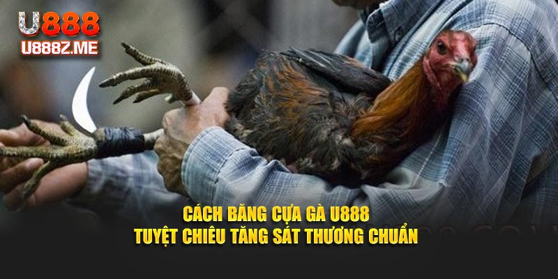 Cách Băng Cựa Gà U888 - Tuyệt Chiêu Tăng Sát Thương Chuẩn