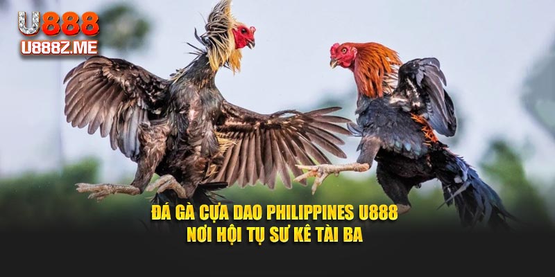 Đá Gà Cựa Dao Philippines U888 - Nơi Hội Tụ Sư Kê Tài Ba