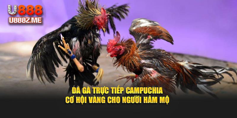 Đá Gà Trực Tiếp Campuchia - Cơ Hội Vàng Cho Người Hâm Mộ