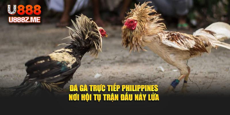 Đá Gà Trực Tiếp Philippines - Nơi Hội Tụ Trận Đấu Nảy Lửa