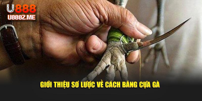 Giới thiệu sơ lược về cách băng cựa gà