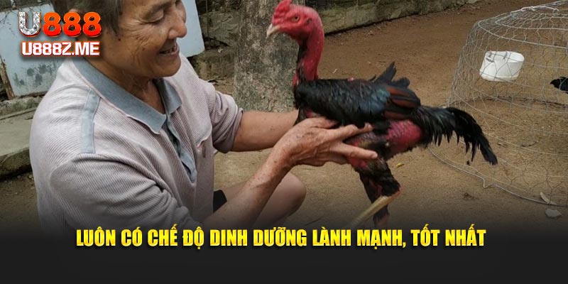 Luôn có chế độ dinh dưỡng lành mạnh, tốt nhất