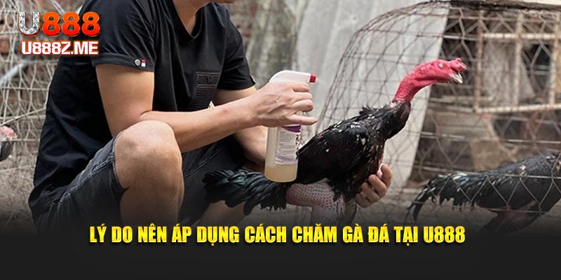 Lý do nên áp dụng cách chăm gà đá tại U888