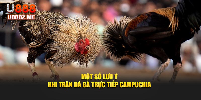Một số lưu ý khi trận đá gà trực tiếp Campuchia