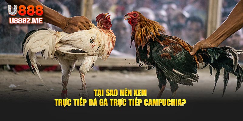 Tại sao nên xe đá gà trực tiếp Campuchia?